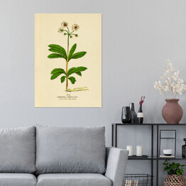 Plakat samoprzylepny Pomocnik baldaszkowy - ryciny botaniczne