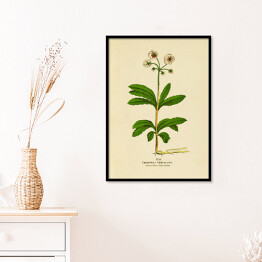 Plakat w ramie Pomocnik baldaszkowy - ryciny botaniczne