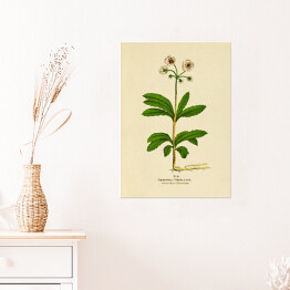 Plakat samoprzylepny Pomocnik baldaszkowy - ryciny botaniczne