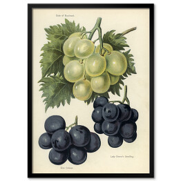 Obraz klasyczny Winogrona jasne i ciemne w stylu vintage John Wright Reprodukcja