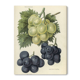 Obraz na płótnie Winogrona jasne i ciemne w stylu vintage John Wright Reprodukcja