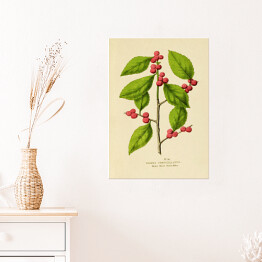 Plakat samoprzylepny Ostrokrzew okółkowy - ryciny botaniczne