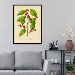 Plakat w ramie Ostrokrzew okółkowy - ryciny botaniczne