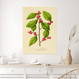 Plakat samoprzylepny Ostrokrzew okółkowy - ryciny botaniczne