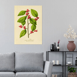 Plakat Ostrokrzew okółkowy - ryciny botaniczne