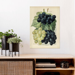 Plakat samoprzylepny Kiść winogron ilustracja vintage John Wright Reprodukcja