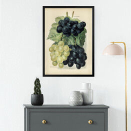 Obraz w ramie Kiść winogron ilustracja vintage John Wright Reprodukcja