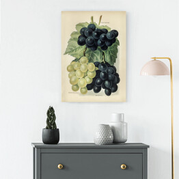 Obraz na płótnie Kiść winogron ilustracja vintage John Wright Reprodukcja