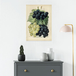 Plakat samoprzylepny Kiść winogron ilustracja vintage John Wright Reprodukcja