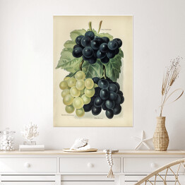 Plakat Kiść winogron ilustracja vintage John Wright Reprodukcja