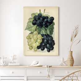 Obraz klasyczny Kiść winogron ilustracja vintage John Wright Reprodukcja
