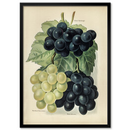 Plakat w ramie Kiść winogron ilustracja vintage John Wright Reprodukcja