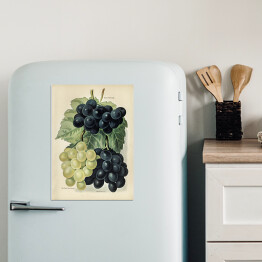 Magnes dekoracyjny Kiść winogron ilustracja vintage John Wright Reprodukcja
