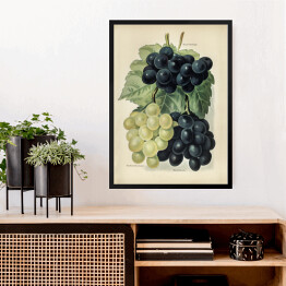 Obraz w ramie Kiść winogron ilustracja vintage John Wright Reprodukcja