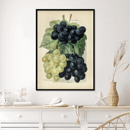 Plakat w ramie Kiść winogron ilustracja vintage John Wright Reprodukcja
