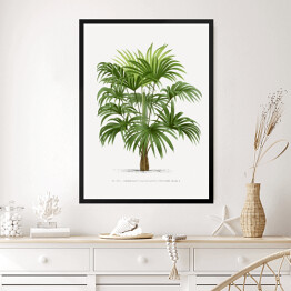 Obraz w ramie Drzewo palmowe w stylu vintage reprodukcja 