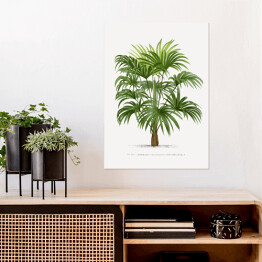 Plakat samoprzylepny Drzewo palmowe w stylu vintage reprodukcja 