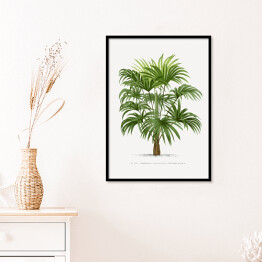 Plakat w ramie Drzewo palmowe w stylu vintage reprodukcja 