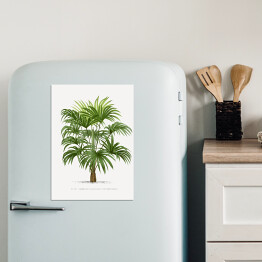 Magnes dekoracyjny Drzewo palmowe w stylu vintage reprodukcja 