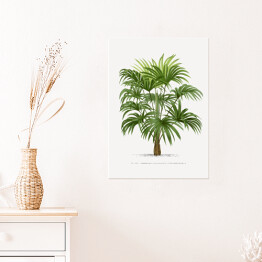 Plakat samoprzylepny Drzewo palmowe w stylu vintage reprodukcja 