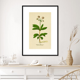 Plakat w ramie Pomocnik baldaszkowy - roślinność na rycinach