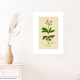 Plakat samoprzylepny Pomocnik baldaszkowy - roślinność na rycinach
