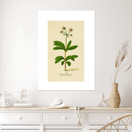 Plakat samoprzylepny Pomocnik baldaszkowy - roślinność na rycinach