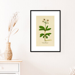 Plakat w ramie Pomocnik baldaszkowy - roślinność na rycinach