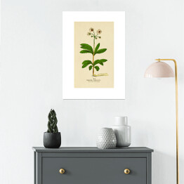 Plakat Pomocnik baldaszkowy - roślinność na rycinach