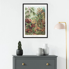 Plakat w ramie Roślinność dżungli krajobraz w stylu vintage. Ernst Haeckel Reprodukcja obrazu