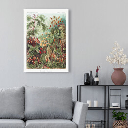 Obraz na płótnie Roślinność dżungli krajobraz w stylu vintage. Ernst Haeckel Reprodukcja obrazu