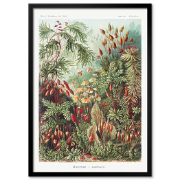 Obraz klasyczny Roślinność dżungli krajobraz w stylu vintage. Ernst Haeckel Reprodukcja obrazu