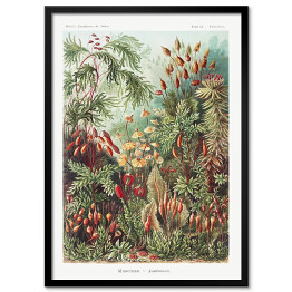Plakat w ramie Roślinność dżungli krajobraz w stylu vintage. Ernst Haeckel Reprodukcja obrazu