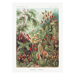 Plakat samoprzylepny Roślinność dżungli krajobraz w stylu vintage. Ernst Haeckel Reprodukcja obrazu