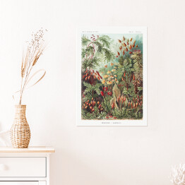 Plakat Roślinność dżungli krajobraz w stylu vintage. Ernst Haeckel Reprodukcja obrazu
