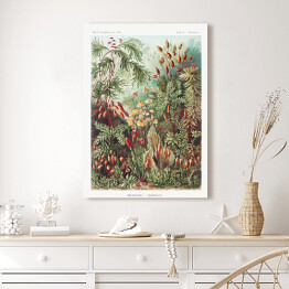 Obraz na płótnie Roślinność dżungli krajobraz w stylu vintage. Ernst Haeckel Reprodukcja obrazu