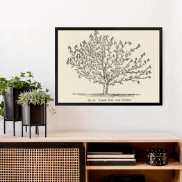 Obraz w ramie Drzewo owocowe szkic vintage John Wright Reprodukcja
