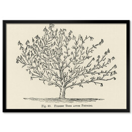 Obraz klasyczny Drzewo owocowe szkic vintage John Wright Reprodukcja