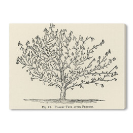 Obraz na płótnie Drzewo owocowe szkic vintage John Wright Reprodukcja