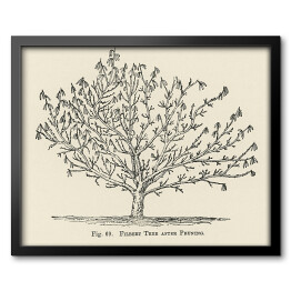 Obraz w ramie Drzewo owocowe szkic vintage John Wright Reprodukcja