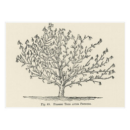 Plakat samoprzylepny Drzewo owocowe szkic vintage John Wright Reprodukcja