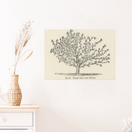 Plakat Drzewo owocowe szkic vintage John Wright Reprodukcja