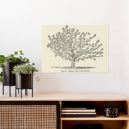 Plakat samoprzylepny Drzewo owocowe szkic vintage John Wright Reprodukcja