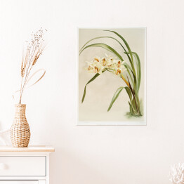 Plakat samoprzylepny F. Sander Orchidea no 23. Reprodukcja