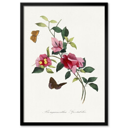 Obraz klasyczny Bugenwilla. Kwiaty i motyle. Paul Gervais. Reprodukcja