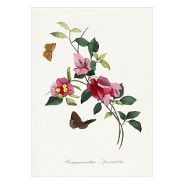 Plakat samoprzylepny Bugenwilla. Kwiaty i motyle. Paul Gervais. Reprodukcja