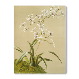 Obraz na płótnie F. Sander Orchidea no 2. Reprodukcja
