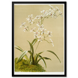 Plakat w ramie F. Sander Orchidea no 2. Reprodukcja