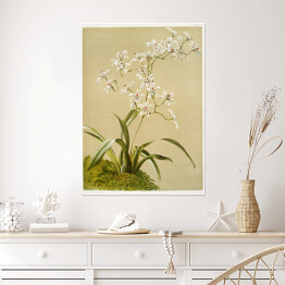 Plakat samoprzylepny F. Sander Orchidea no 2. Reprodukcja