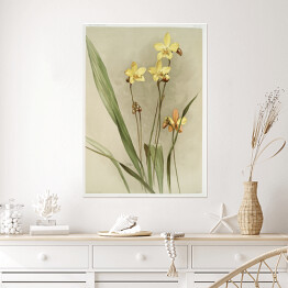 Plakat samoprzylepny F. Sander Orchidea no 38. Reprodukcja